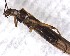  ( - CROBD197)  @11 [ ] CreativeCommons - Attribution Non-Commercial Share-Alike (2019) Martina Podnar Croatian Natural History Museum Zagreb