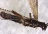  ( - CROBD198)  @11 [ ] CreativeCommons - Attribution Non-Commercial Share-Alike (2019) Martina Podnar Croatian Natural History Museum Zagreb