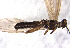  ( - CROBD198)  @11 [ ] CreativeCommons - Attribution Non-Commercial Share-Alike (2019) Martina Podnar Croatian Natural History Museum Zagreb