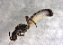  ( - CROBD200)  @11 [ ] CreativeCommons - Attribution Non-Commercial Share-Alike (2019) Martina Podnar Croatian Natural History Museum Zagreb