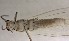  ( - CROBD499)  @11 [ ] CreativeCommons - Attribution Non-Commercial Share-Alike (2019) Martina Podnar Croatian Natural History Museum Zagreb