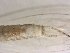  ( - CROBD499)  @11 [ ] CreativeCommons - Attribution Non-Commercial Share-Alike (2019) Martina Podnar Croatian Natural History Museum Zagreb