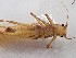  ( - CROBD736)  @11 [ ] CreativeCommons - Attribution Non-Commercial Share-Alike (2019) Martina Podnar Croatian Natural History Museum Zagreb