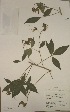  (Crotalaria becquetii - MlR063)  @11 [ ] No Rights Reserved (2011) Olivier Maurin University of Johannesburg