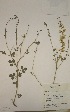  (Crotalaria emarginella - MlR086)  @11 [ ] No Rights Reserved (2011) Olivier Maurin University of Johannesburg