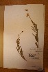  (Crotalaria juncea - MlR099)  @11 [ ] No Rights Reserved (2011) Olivier Maurin University of Johannesburg