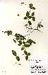  (Crotalaria goodiiformis - MlR107)  @11 [ ] No Rights Reserved (2011) Olivier Maurin University of Johannesburg