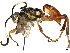  ( - BIOUG63943-E10)  @11 [ ] CreativeCommons - Attribution (2022) CBG Photography Group Centre for Biodiversity Genomics