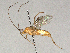  (Aleiodes malaise8721 - BIOUG63944-F09)  @11 [ ] CreativeCommons - Attribution Share - Alike (2024) CBG Photography Group Centre for Biodiversity Genomics