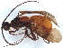  (Odontobracon Malaise4738 - BIOUG65775-C08)  @11 [ ] CreativeCommons - Attribution (2022) CBG Photography Group Centre for Biodiversity Genomics