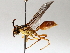 ( - BIOUG64453-C12)  @11 [ ] CreativeCommons - Attribution (2021) CBG Photography Group Centre for Biodiversity Genomics