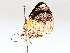  (Erateina Malaise9492 - BIOUG64455-B09)  @13 [ ] CreativeCommons - Attribution (2021) CBG Photography Group Centre for Biodiversity Genomics