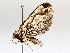  ( - BIOUG64455-C03)  @13 [ ] CreativeCommons - Attribution (2021) CBG Photography Group Centre for Biodiversity Genomics