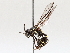  ( - BIOUG64455-D06)  @11 [ ] CreativeCommons - Attribution (2021) CBG Photography Group Centre for Biodiversity Genomics