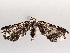  ( - BIOUG72917-F03)  @11 [ ] CreativeCommons - Attribution (2021) CBG Photography Group Centre for Biodiversity Genomics