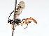  (Coelichneumon Malaise3657 - BIOUG72918-B10)  @11 [ ] CreativeCommons - Attribution (2021) CBG Photography Group Centre for Biodiversity Genomics