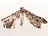  ( - BIOUG72919-H06)  @11 [ ] CreativeCommons - Attribution (2021) CBG Photography Group Centre for Biodiversity Genomics