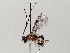  ( - BIOUG72920-F12)  @11 [ ] CreativeCommons - Attribution Non-Commercial Share-Alike (2021) CBG Photography Group Centre for Biodiversity Genomics