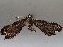  ( - BIOUG72921-B11)  @11 [ ] CreativeCommons - Attribution (2021) CBG Photography Group Centre for Biodiversity Genomics