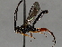  ( - BIOUG72921-F05)  @11 [ ] CreativeCommons - Attribution (2021) CBG Photography Group Centre for Biodiversity Genomics