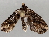  ( - BIOUG72923-F07)  @11 [ ] CreativeCommons - Attribution (2021) CBG Photography Group Centre for Biodiversity Genomics