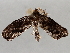  ( - BIOUG72923-F10)  @11 [ ] CreativeCommons - Attribution (2021) CBG Photography Group Centre for Biodiversity Genomics