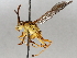  ( - BIOUG72923-H09)  @11 [ ] CreativeCommons - Attribution (2021) CBG Photography Group Centre for Biodiversity Genomics