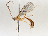  (Ophion Malaise2236 - BIOUG72926-F11)  @11 [ ] CreativeCommons - Attribution (2021) CBG Photography Group Centre for Biodiversity Genomics