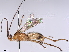  (Aleiodes Malaise7452 - BIOUG73011-B10)  @11 [ ] CreativeCommons - Attribution (2022) CBG Photography Group Centre for Biodiversity Genomics