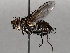 ( - BIOUG64457-F08)  @11 [ ] CreativeCommons - Attribution (2021) CBG Photography Group Centre for Biodiversity Genomics