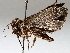  ( - BIOUG64458-B11)  @11 [ ] CreativeCommons - Attribution (2021) CBG Photography Group Centre for Biodiversity Genomics