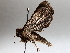  ( - BIOUG64458-C01)  @11 [ ] CreativeCommons - Attribution (2021) CBG Photography Group Centre for Biodiversity Genomics