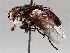  (tachMalaise8225 - BIOUG64459-F07)  @11 [ ] CreativeCommons - Attribution (2021) CBG Photography Group Centre for Biodiversity Genomics