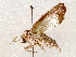  (Eriopyga Malaise3780 - BIOUG64460-C04)  @11 [ ] CreativeCommons - Attribution (2021) Centre for Biodiversity Genomics Centre for Biodiversity Genomics
