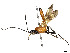  (Capitonius Malaise2597 - BIOUG71231-F02)  @11 [ ] CreativeCommons - Attribution Share - Alike (2023) CBG Photography Group Centre for Biodiversity Genomics