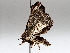  ( - BIOUG71252-C02)  @11 [ ] CreativeCommons - Attribution (2021) CBG Photography Group Centre for Biodiversity Genomics