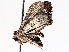 ( - BIOUG71252-D12)  @11 [ ] CreativeCommons - Attribution (2021) CBG Photography Group Centre for Biodiversity Genomics