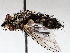  ( - BIOUG71252-G02)  @11 [ ] CreativeCommons - Attribution (2021) CBG Photography Group Centre for Biodiversity Genomics