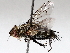  ( - BIOUG71252-G04)  @11 [ ] CreativeCommons - Attribution (2021) CBG Photography Group Centre for Biodiversity Genomics