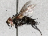  ( - BIOUG71252-G05)  @11 [ ] CreativeCommons - Attribution (2021) CBG Photography Group Centre for Biodiversity Genomics