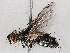  ( - BIOUG71252-G06)  @11 [ ] CreativeCommons - Attribution (2021) CBG Photography Group Centre for Biodiversity Genomics