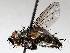  ( - BIOUG71252-G12)  @11 [ ] CreativeCommons - Attribution (2021) CBG Photography Group Centre for Biodiversity Genomics