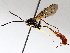  ( - BIOUG71253-C08)  @11 [ ] CreativeCommons - Attribution (2021) CBG Photography Group Centre for Biodiversity Genomics