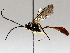  ( - BIOUG71253-C10)  @11 [ ] CreativeCommons - Attribution (2021) CBG Photography Group Centre for Biodiversity Genomics