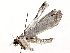  ( - BIOUG72956-C08)  @11 [ ] CreativeCommons - Attribution (2021) CBG Photography Group Centre for Biodiversity Genomics