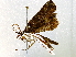  ( - BIOUG73018-A11)  @11 [ ] CreativeCommons - Attribution (2021) CBG Photography Group Centre for Biodiversity Genomics
