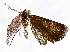  ( - BIOUG73018-A12)  @11 [ ] CreativeCommons - Attribution (2021) CBG Photography Group Centre for Biodiversity Genomics