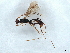  (Notiospathius malaise0657 - BIOUG75044-G02)  @11 [ ] CreativeCommons - Attribution (2022) CBG Photography Group Centre for Biodiversity Genomics