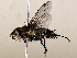  ( - BIOUG62725-A06)  @11 [ ] CreativeCommons - Attribution (2021) CBG Photography Group Centre for Biodiversity Genomics
