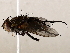  ( - BIOUG62725-A09)  @11 [ ] CreativeCommons - Attribution (2021) CBG Photography Group Centre for Biodiversity Genomics